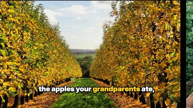 An orchard in autumn, captioned the apples your grandparents ate