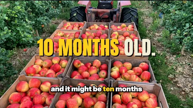 Crates of apples behind a tractor, with 10 MONTHS OLD.